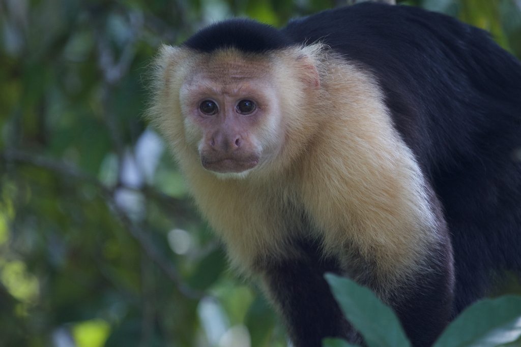 Capuchin