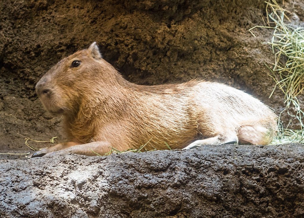 Capybara