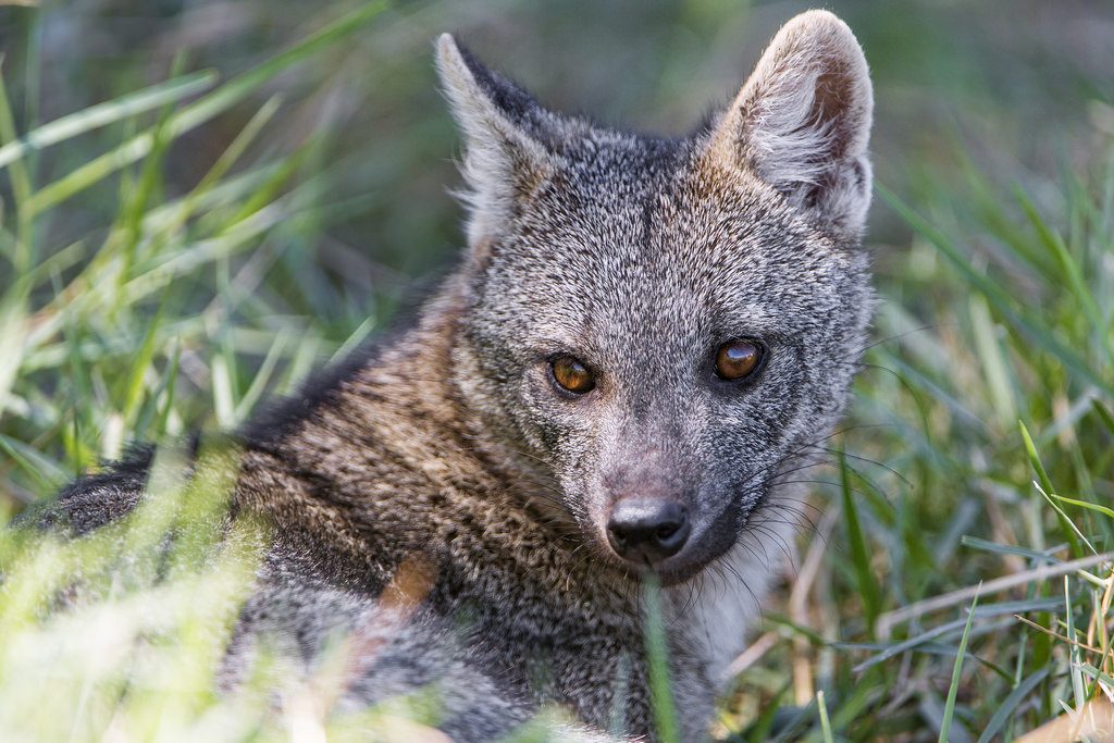 Crab Eating Fox