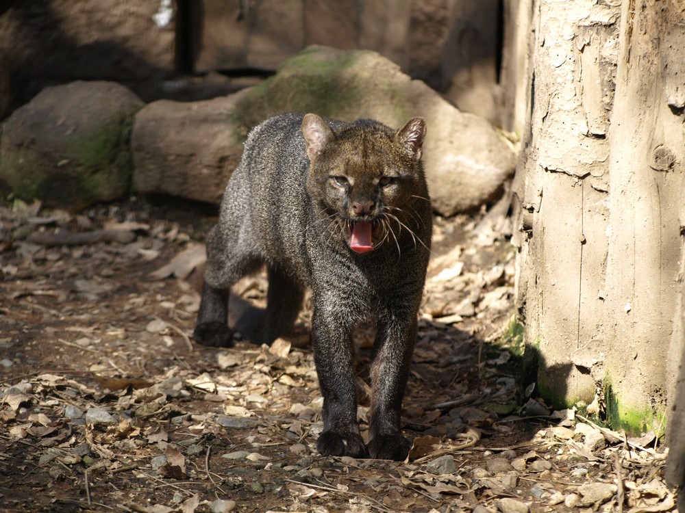 Top 10 Unique Animals of Brazil