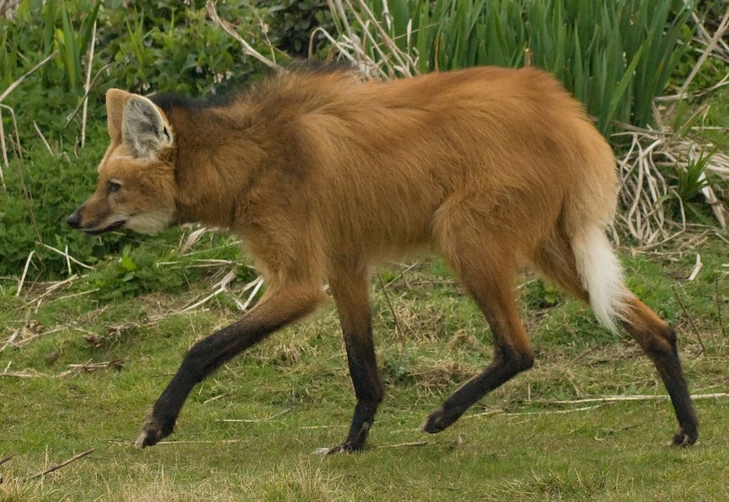 Maned Wolf