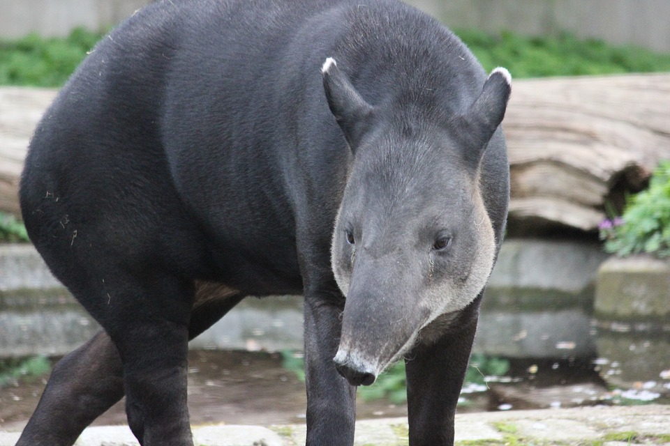 Tapir