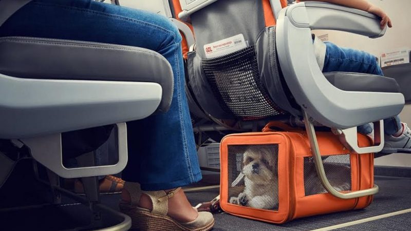 pets, traveling