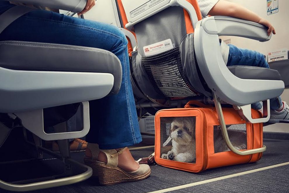 pets, traveling